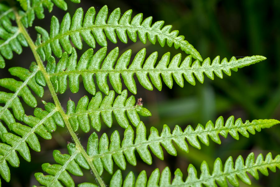 Pteridium aquilinum / Felce aquilina